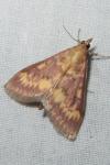 Ostrinia nubilalis/scapulalis