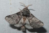 Thaumetopoea processionea