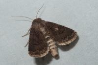 Agrotis bigramma