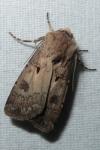 Agrotis exclamationis