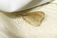 Operophtera brumata