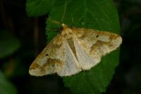 Erannis defoliaria