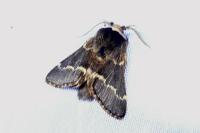 Poecilocampa populi