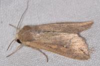 Mythimna unipuncta