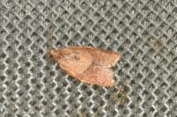 Clepsis consimilana
