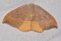 Watsonalla binaria