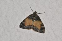 Dysstroma truncata