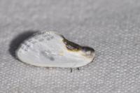 Cilix hispanica