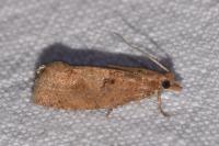 Epinotia gr. caprana