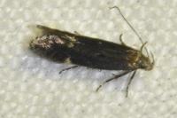 Aproaerema anthyllidella