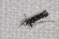 Parectopa ononidis