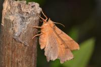 Ennomos erosaria