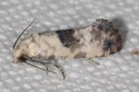 Cochylis posterana