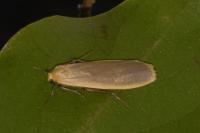 Katha depressa