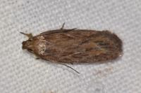 Depressaria daucella