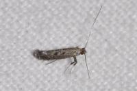 Parornix anglicella