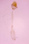 Parornix anglicella