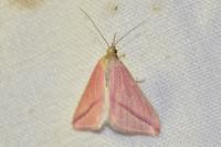 Rhodometra sacraria