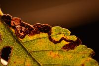 Stigmella lemniscella