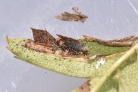 Phyllonorycter mespilella