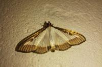 Cydalima perspectalis