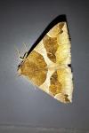 Dysgonia algira