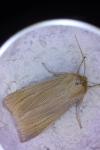 Mythimna pallens