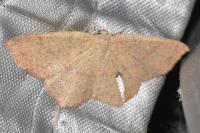 Cyclophora ruficiliaria