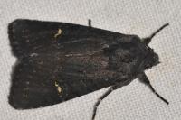Aporophyla nigra