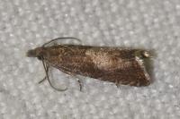 Dichrorampha acuminatana
