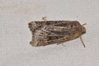 Anchoscelis lunosa
