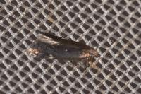 Aproaerema anthyllidella