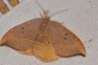 Watsonalla binaria