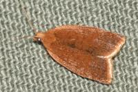 Clepsis consimilana