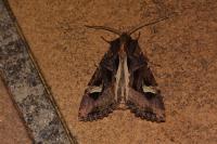 Trigonophora flammea