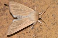Mythimna pallens
