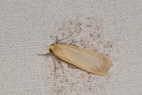 Katha depressa