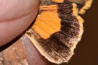 Noctua janthe/janthina