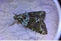 Cryphia algae