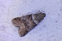 Acrobasis consociella