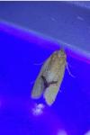 Agapeta hamana