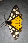 Arctia villica