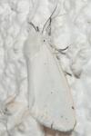 Spilosoma urticae