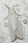 Spilosoma urticae