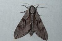 Hyloicus pinastri