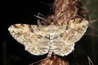 Peribatodes rhomboidaria