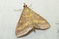 Ostrinia nubilalis/scapulalis
