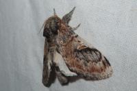 Notodonta tritophus
