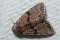 Mesoligia furuncula