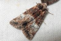 Mesoligia furuncula